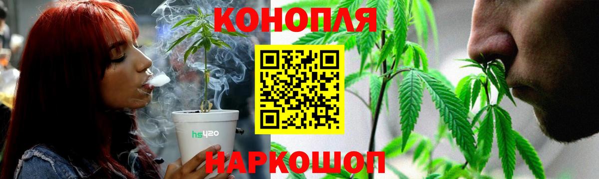 Конопля гибрид Курчатов